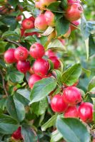 Malus 'Discovery' - Apples