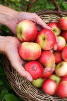 Man putting freshly picked apples - Malus 'Discovery' in basket