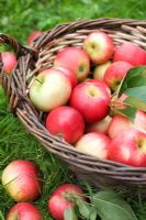Basket with freshly picked apples - Malus 'Discovery' 