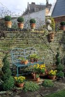 Dwarf Narcissus in pots with metal bench seat, brick boundary wall and terracotta pots on wall with Buxus spheres