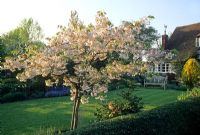 Spring garden with small Prunus serrula Cherry tree in blossom in border beside hedge - Eastgrove Cottage, Worcs UK
