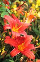 Hemerocallis 'Centurion' - Day lily 