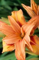 Hemerocallis fulva 'Flore Plena' - Day lily 