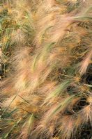 Hordeum jubatum - Barley, Squirrel tail grass 
