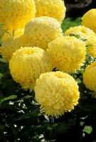 Chrysanthemum 'Dana' AGM