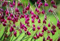 Dierama pulcherrimum 'Blackbird'