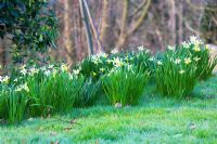 Narcissus 'Jack Snipe' planted in grass