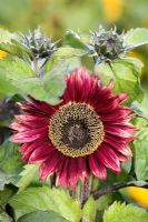 Helianthus annuus 'Floristan' - Sunflower 