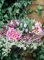 Winter/Spring hanging basket with variegated ivy tied in to the rim and pink, yellow- eyed primroses and striped Crocus 'Pickwick' emerging through winter heathers.
