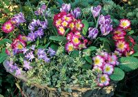 Late winter and early spring foliage and flowers in a decorated urn. Hybrid primroses emerge through Crocus 'Pickwick', Chionodoxa luciliae and Euonymus 'Harlequin'