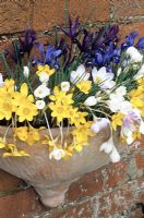 Small flowered varieties of crocus and purple and blue varieties of Iris reticulata spill out of a terracotta wall pot where the warmth from the brickwork advances the flowering period to late winter.