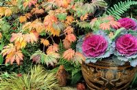 Acer japonicum 'Aconitifolium' growing in a slip sculptured dragon pot with ornamental cabbage around the rim. A small sculpture of a Samurai warrior stands beneath the canopy.