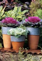 Purple and white rosettes of ornamental kale grown for autumn and winter effect in terracotta pots with galvanised rims stood up on a sleeper bench topped with roof tiles.