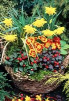 Hot coloured red and yellow themed wicker basket for late winter and spring. Narcissus 'Rip van Winkle' with hybrid primroses and an edge of Gaultheria procumbens and moss.
