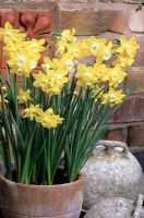 Scented multi-headed jonquil, Narcissus 'Pipit' in a terracotta pot alongside weathered fishing floats.