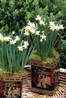 Sweetly scented Narcissus canaliculatus growing in two old tea caddies.