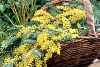 Cut sprays of winter flowering Acacia dealbata gathered in a wicker basket for indoor display.