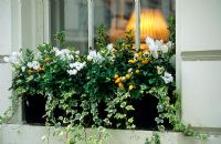 Autumn, Winter window box of white Cyclamen, Hedera, yellow peppers and winter pansies - Pimlico, London 