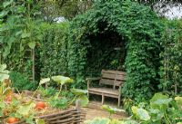 Seat with arch of Humulus lupulus in vegetable garden with pumpkins in raised bed - Jardins du Prieure, Notre Dame d' Orsan, France 