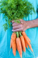 Man holding carrots from garden 