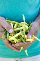 Man holding freshly picked wax beans and string beans