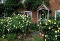 Front garden with Rosa 'Alberic Barbier' 