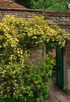 Rosa banksiae 'Lutea' - Climbing rose needing a sheltered wall, Garsington Manor, Oxford