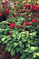 Hosta fortunei 'Albopicta' growing under Rhododendron 'Grenadine'