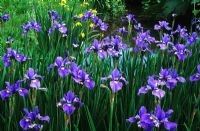 Iris siberica 'Orville Fay' 