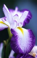 Iris ensata 'Hatsukurenai'