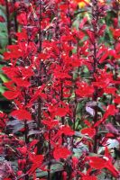 Lobelia cardinalis 'Fan Scarlet' - Cardinal flower 