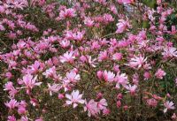 Magnolia x loebneri 'Leonard Messel'AGM