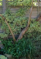 Euonymus fortunei 'Emerald Gaiety'  climbing up driftwood and fence 