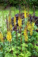 Ligularia przewalskii in acid bog garden