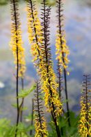 Ligularia przewalskii in bog garden 