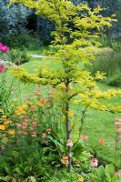 Gleditsia 'Sunburst' in bog garden 