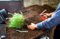 Splitting Achillea in late summer using a saw to cut through the fiberous roots