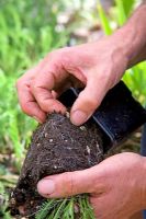 Caring for Achillea - Removing slugs and snails from the root system