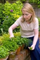 Lady picking herbs growing in terracotta pots - Origanum, Petroselinum, Melissa officinalis and Allium schoenoprasum 