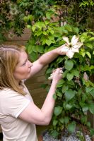 Lady dead heading potted Clematis 'Guernsey Cream' with secateurs
