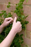 Using a garden knife to cut hemp string used to tie up Clematis 'Polish Spirit'