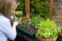 Watering young vegetable plants in trays and pots in greenhouse including beans 'Boston', lettuce 'Webb's Wonderful' and celeriac 'Monarch'
