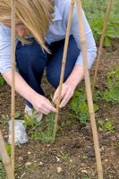 Tying young sweet pea plants onto canes using metal ring clips