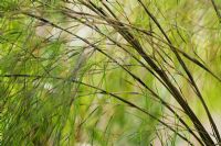 Muhlenbergia dumosa - Muhly Grass