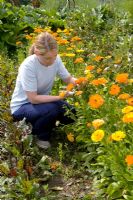 Lady cutting Calendula 'Art Shades Mixed' flowers inter-cropped on vegetable patch 