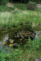 Small wildlife pond with Nymphaea
