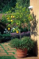 Lemon tree with fruit in terracotta container beside house wall - Johannesburg, South Africa