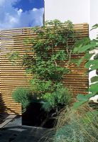 Contemporary city roof garden with wooden slatted fence and Ficus in container - Wilton Place, London