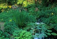 Waterfall into small shady wildlife pond containing Nymphaea and edged by Iris and Hostas.