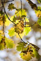 Quercus - Oak leaves